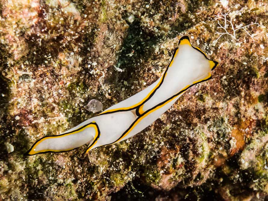 Heller & Thompson, 1983